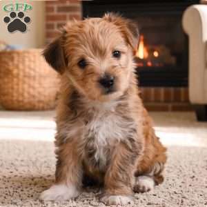 Benji, Morkie / Yorktese Puppy